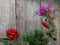 Bougenville pink flower, and red flower at wood background