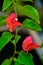 Bougenvillea Flower Tree Blooming at Summer