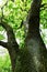 Bough of Oak Tree, Upton Great Broad, Norfolk Broads, near Acle, Norfolk, England, UK