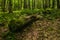 Bough of trees covered with moss in the forest