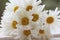 Bouguet of daisies close-up lying on an old windowsill against a blurred green garden.