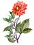 Bouguet red dahlia, watercolor