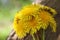 Bouguet of round shape of yellow dandelions close-up on a background of tree bark in natural conditions with a blurred background.