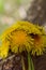 Bouguet of round shape of yellow dandelions close-up on a background of tree bark in natural conditions with a blurred background.