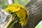 Bouguet of round shape of yellow dandelions close-up on a background of tree bark in natural conditions with a blurred background.