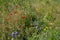 Bouket of wild flowers in the field