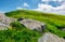 Boulder around dandelions on grassy hillside