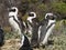 Boulder beach penguins