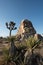 Boulder and desert plants at Joshua Tree National Park in California.