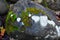 Boulder with Green Mosses and White Fungi or Algi