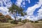 Boulder landscape in Mapungubwe National park, South Africa