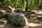 Boulder stream of Lautertal