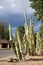 Boulder and Totem Pole cacti at xeriscaped city street in Phoenix, AZ