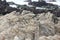 Boulders along China Rock, 17 Mile Drive, California, USA