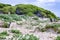 Boulders beach with African penguins Spheniscus demersus, with a view of False Bay in the background, Simon`s Town , Cape Town