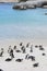 Boulders Beach, Penguin Colonies
