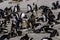 Boulders Beach Penguin Colony. Penguins resting on the rocks and sand. Black footed penguins.