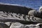 Boulders Beach Penguin Colony. Penguins resting on the rocks and sand. Black footed penguins.