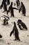 Boulders Beach in Simonstown South Africa with Penguins