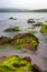 Boulders covered green seaweed in misty sea