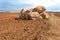 Boulders in the field.