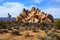 Boulders and Joshua trees, California, USA