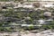 Boulders and layered rock formation partially covered in seaweed