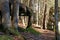 Boulders at Lilly Bluff trail in Tennessee