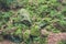 Boulders in the mountains covered with moss.