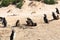 Boulders Penguin Colony, Boulders Beach, Cape Town, South Africa. Black footed penguins