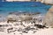 Boulders Penguin Colony, Boulders Beach, Cape Town, South Africa. Black footed penguins