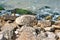 Boulders and Rocks on the Coast