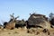 Boulders in Savanna landscape