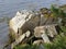 Boulders on the Shoreline