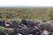 Boulders on Signal Hill overlooking a vast expanse of desert filled with Saguaro Cacti, Ocotillo, Palo Verde and Cholla Cacti