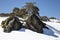 Boulders and Snow Gums, Charlotte Pass, New South Wales