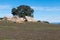 Boulders Surround a Singe Tree at Ramona Grasslands Preserve