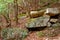 Boulders and trees in a forest