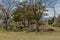 Boulders under trees