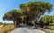 A boulevard of umbrella trees beneath the ancient Sicilian city of Agrigento