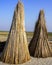 A bounch of jute stalks laid for sun drying. Jute cultivation in Bangladesh, Dry jute stem image