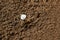 Bouncing spider tarantula digs a hole in the ground. wolf spider nest making close up top view