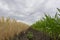 The boundary fields with maturing grain crop, rye, wheat or barley, the fields green with growing corn.