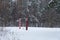 Boundary pillars of Belarus and Poland on the border