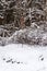 The boundary point mark of the land plot and orange pole in it in snowy winter day, Latvia