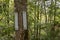 Boundary Tree In The Smokies