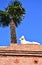 A boundary wall, built in brick, with a white statue on top and inside the garden a palm tree near the cathedral of Lucca.