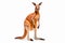 Bounding Beauty: Majestic Kangaroo Against a White Background