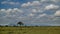The boundless African savanna stretches to the horizon.