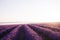 Boundless fields of fragrant blooming lavender in the sunlight. Clear bright sky over the lavender field.